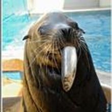 Fish Tales Extravaganza Held At WCS New York Aquarium Every June